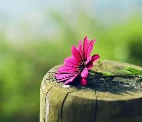 心若存美好  草木皆深情