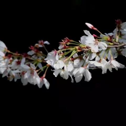 犄角旮旯里的花开花落