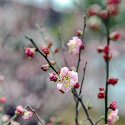 玉台弄粉花应妒