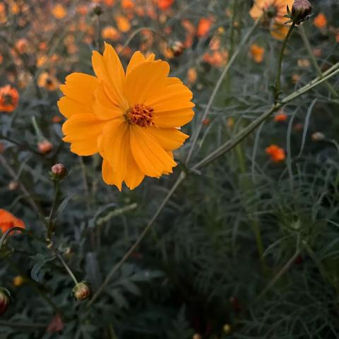 花会沿路开，你们的路也是