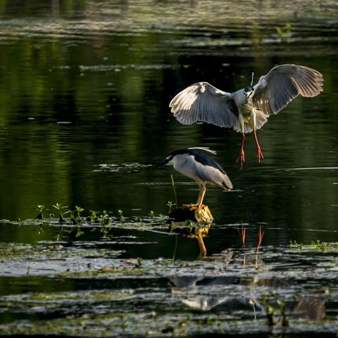贾鲁河里的夜鹭