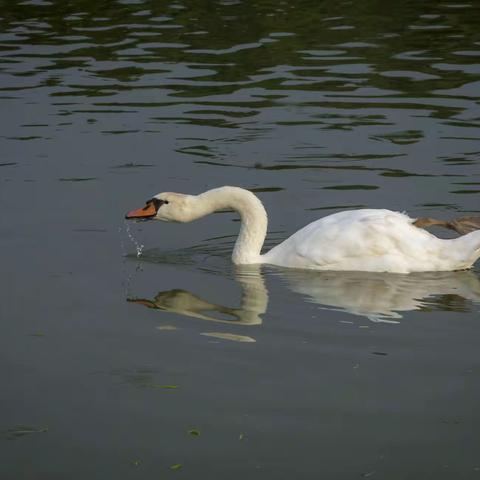 贾鲁河里大利和它的一双儿女