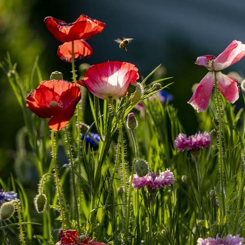 文化路旁绿化带