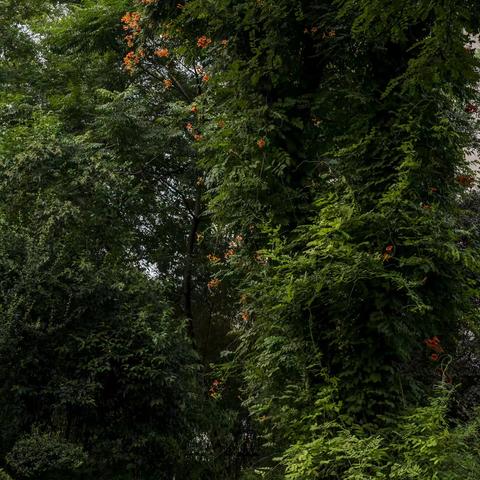 郑州五一公园拾趣--2022.8.18.