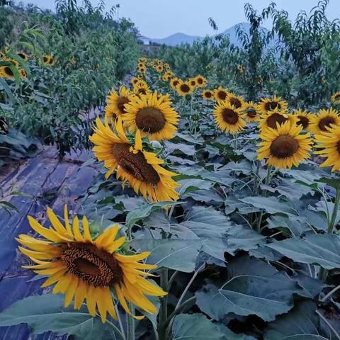 油葵花海惹人醉，产业兴旺富乡亲——夹津口镇“六个一千亩”工程纪实之油葵花海