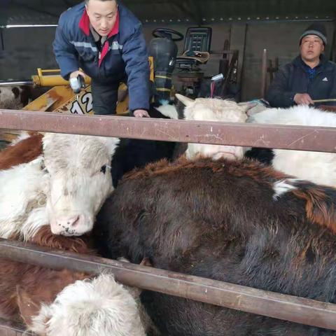 高台子办事处2022年春季重大动物疫病免疫工作已全面开展