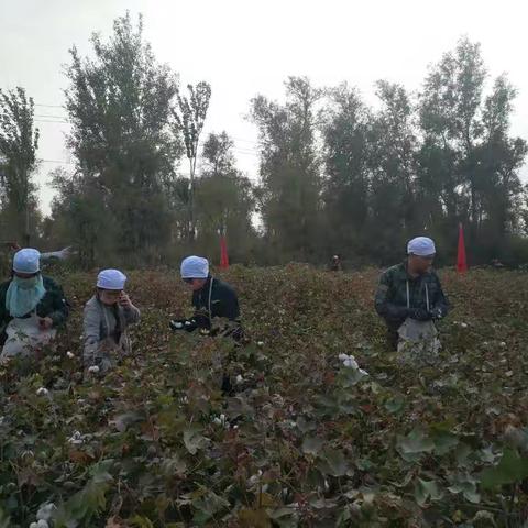 十一期间，沙雅县支公司薛经理带领员工到驻村点入户走访并帮扶收押人员家庭捡棉花