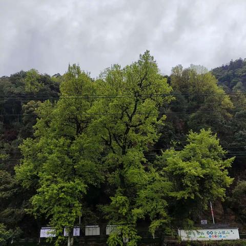 溪头中心小学第9周工作简报