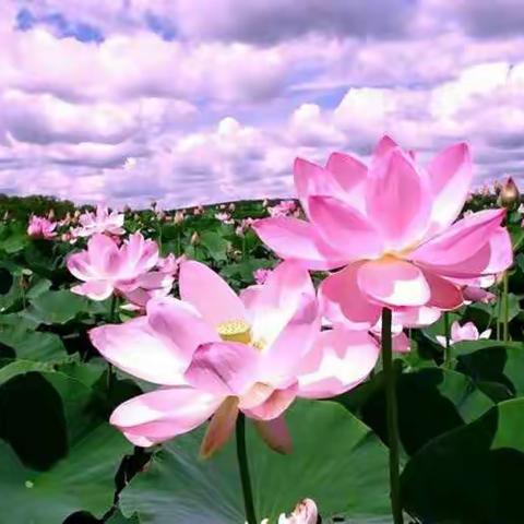 杨万里的夏日