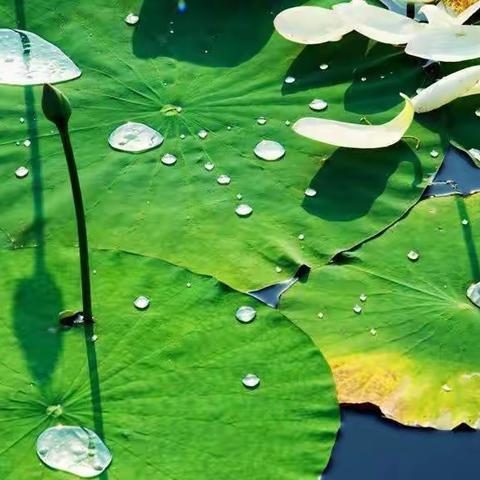 中班夏季生成课《夏季赏荷》