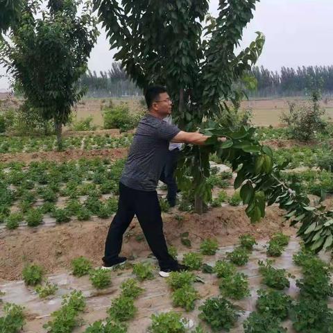 辛庄堡乡林下花生及红薯，豆庄一村丝棉木下柴胡