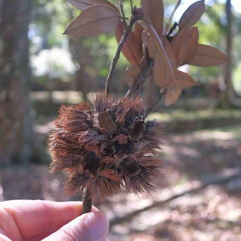 20230129 大年初八 榖日見艷陽天☀️☀️🎉🎉轉山水針草帽大運轉☀️☀️🌡️🌡️⛰️⛰️