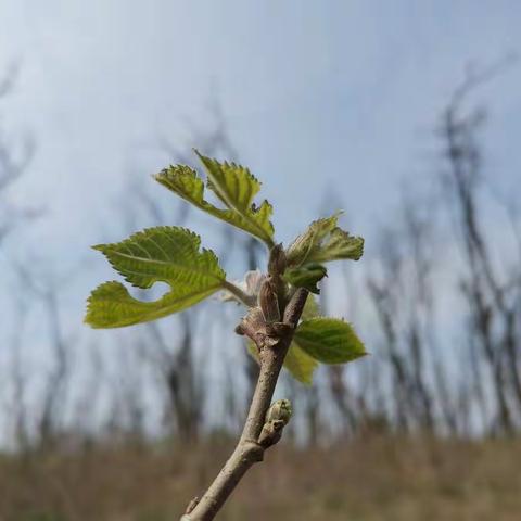 我们究竟要教给孩子们什么——工作日志