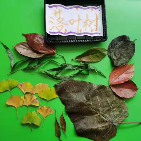 昭化机关幼儿园分园中班班本课程《神奇的树叶》
