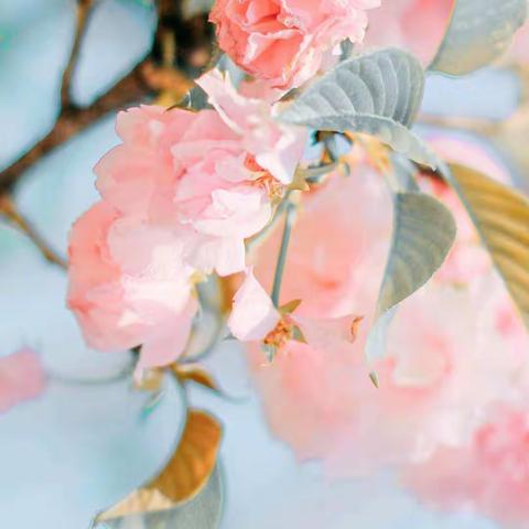 三月花之烂漫，学习永不停息