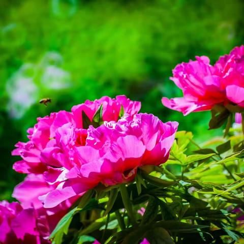 迎泽公园的牡丹花