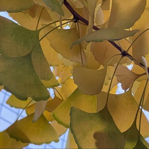 晚秋，远离疫情，天天运动