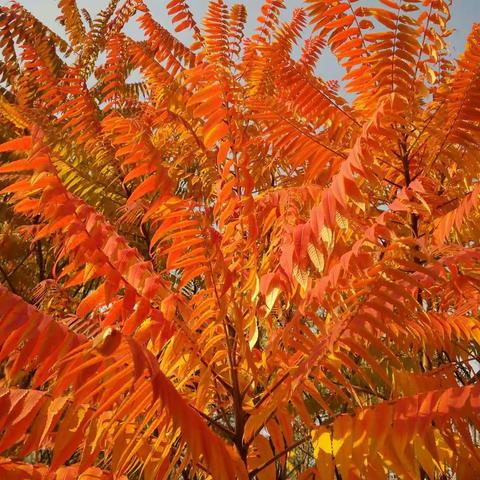 我挚爱的海新河