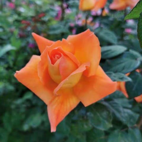 津河文化公园美丽的鲜花