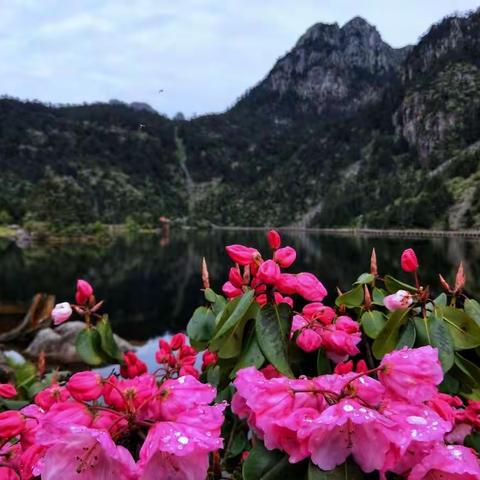 螺髻山的索玛花，惊艳了我的眼！