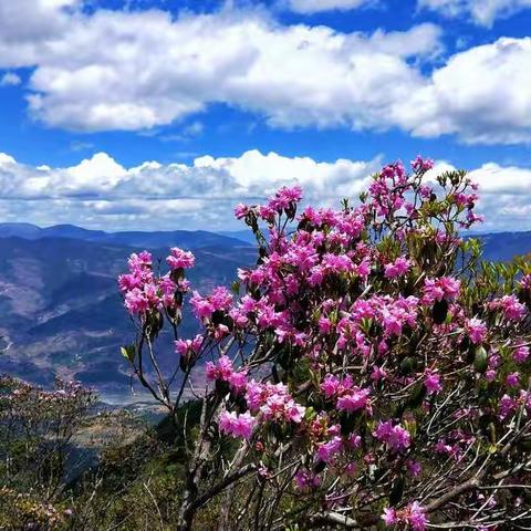 中国·最美索玛花观赏地—螺髻山