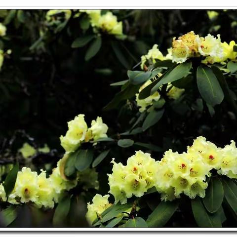 走噻！“五·一”约起到螺髻山寻找金索玛。