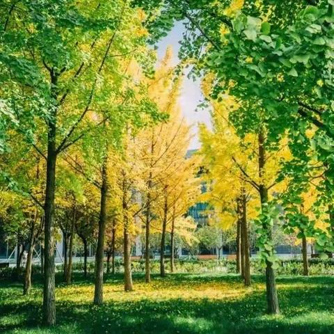 【高新教育】中一班主题课程《拜访大树》—高新区第三十六幼儿园