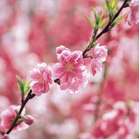 北溪桃花节、上沙岭花草世界粉色打卡一日游