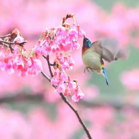 樱花🌸太阳鸟