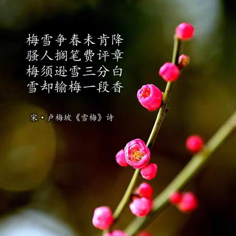 梅林梅花迎春开
