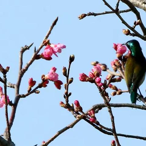 春色如许