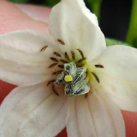 抗性蓟马，我用勇保