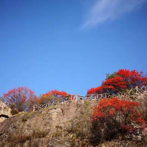 待到满山红叶时