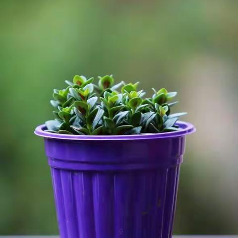 我家夫人种的花花