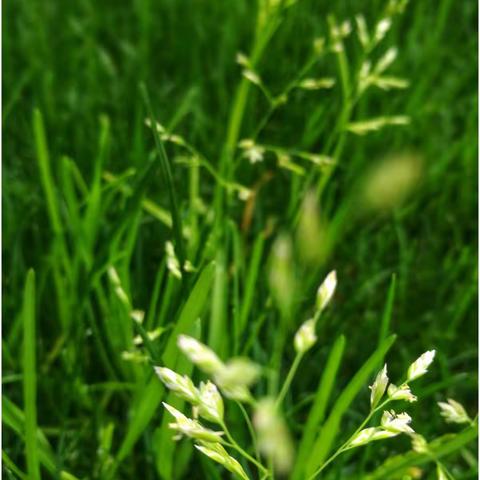 温职校园雨后花草小景