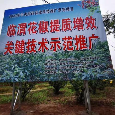 康坡村百亩花椒示范园  2023年3月开始