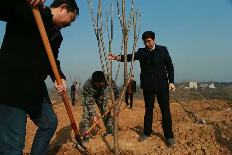 又到今年植树时