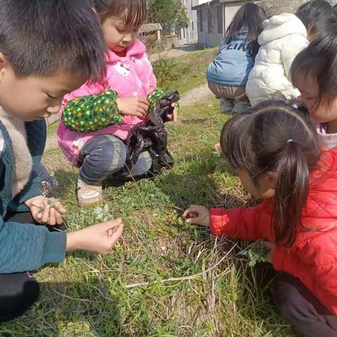 春天的秘密 ———高田幼儿园日常活动