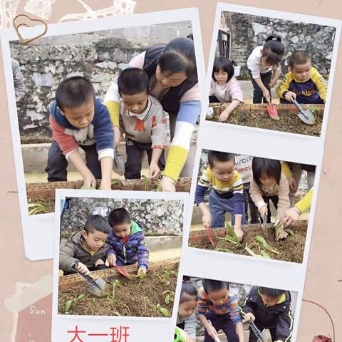 “播种希望，收获喜悦”——龙州县直属机关保育院龙北分院种植活动