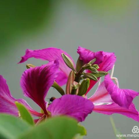 东风激荡花千树    得意轻车待香来———高砂中学开学记