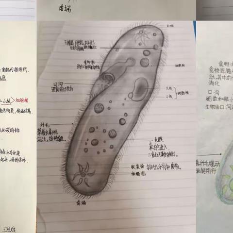 “疫”情当下守初心，线上教学显担当——东城赛博初级中学七年级三部线上教学纪实