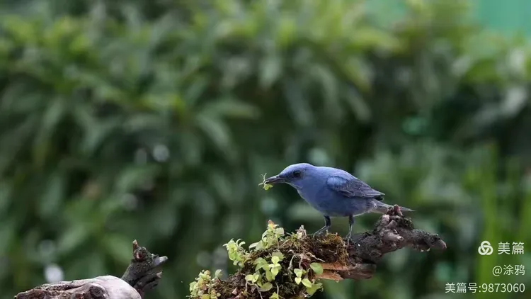 超度时有鸟-超度十方冤魂文书