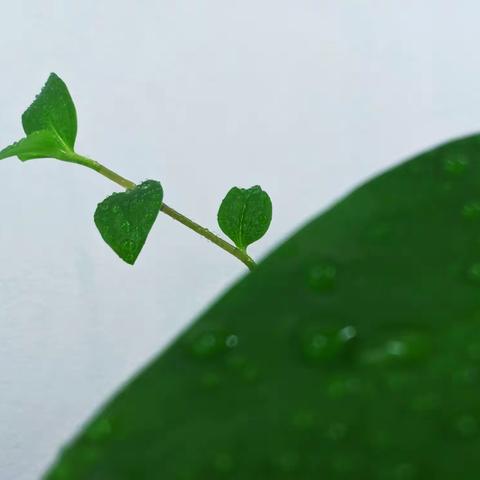 晶莹剔透的水珠，和苍翠欲滴的