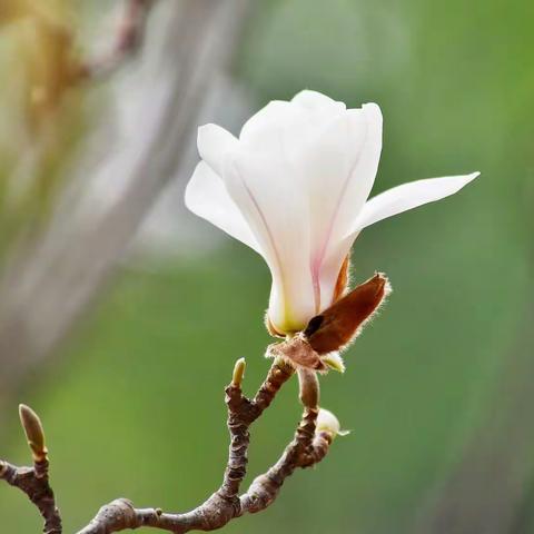 妻子的优点存折第十天，4月26日 星期一 晴，温柔的提醒