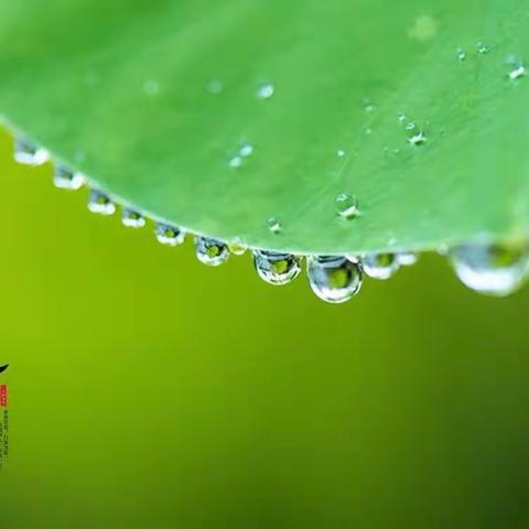 露从今夜白，月是故乡明——二十四节气之白露