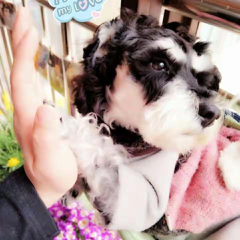 执子之爪，捡屎到老