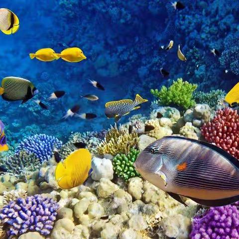 动物，我们的朋友——上篇