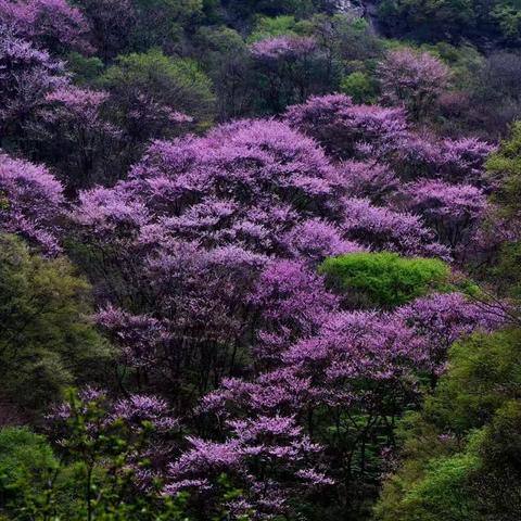 春风春雨最舒心、春花春景最醉人—凤凰山—走路坡—殷家坡穿越