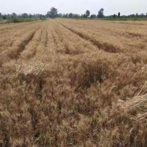 城镇育才小学五二班——“走进田野   拾麦穗”