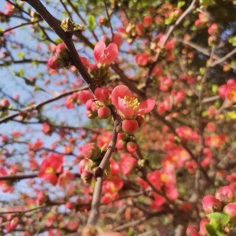 春暖花开   浓情女神节  ———   巩义市回郭镇柏漫小学工会庆三八系列活动